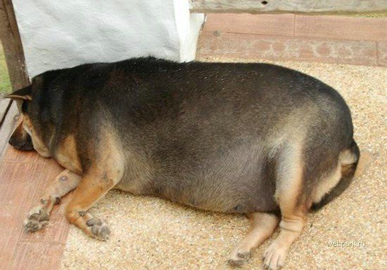 Спящая толстая собака