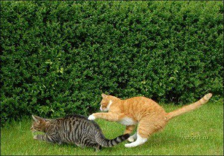 Битва двух котов