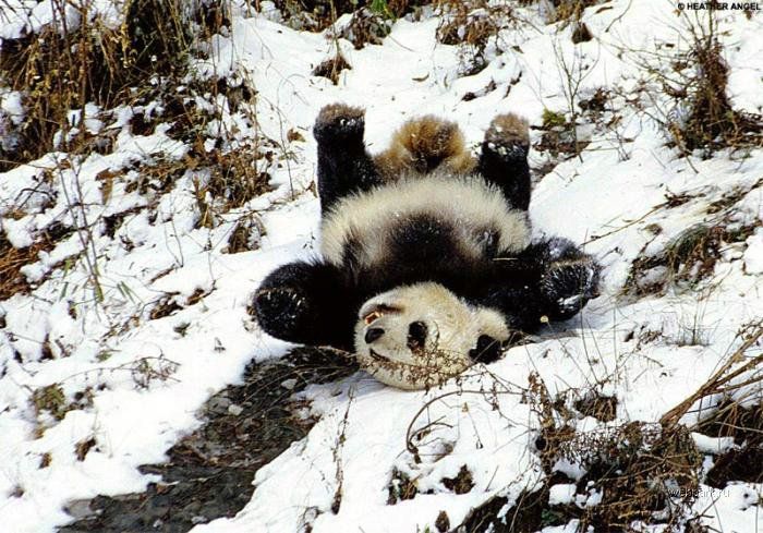 Панда упал с дерева