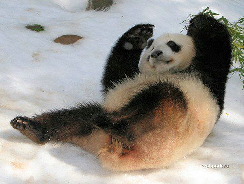 Панда на снегу
