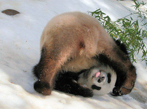 Панда на снегу
